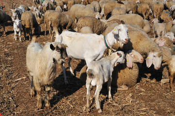 goat with horns and a beard in the flock with sheep