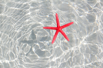 Fototapeta na wymiar floating red starfish in white sand beach