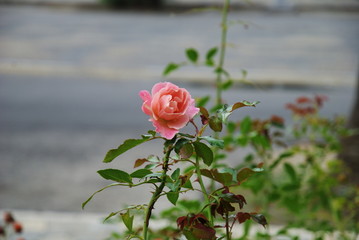 single pink rose