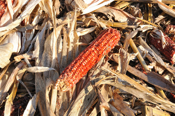 pannocchia senza granoturco raccolto nel campo