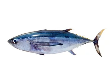 Fotobehang Albacore tonijn Thunnus alalunga vis geïsoleerd © lunamarina