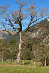 Gro&szlig;er Ahornboden im Karwendel, Tirol, &Ouml;sterreich, im Herbst