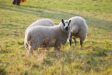 Obraz premium Clownschaf