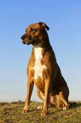 Boxer Hovawart Mix