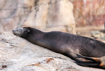 sea lion