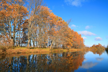 oak wood on coast river