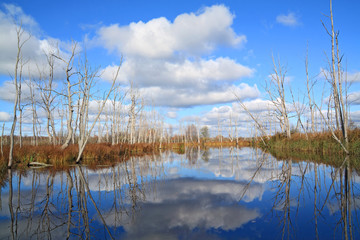 dry wood on coast river