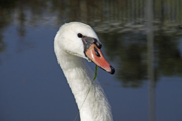 Fototapeta premium Schwan mit Grünzeug im Schnabel