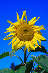 ao_110925_0684_WIP Sonnenblume