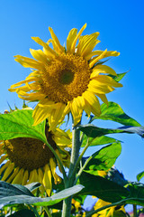 ao_110925_0707_WIP Sonnenblume