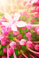 Fototapeta premium Beautiful abstract floral background