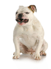agressive dog