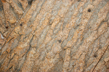texture of tree bark