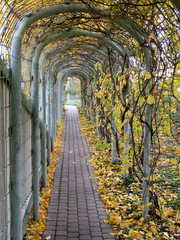 Tunel pnączy © aspirant2