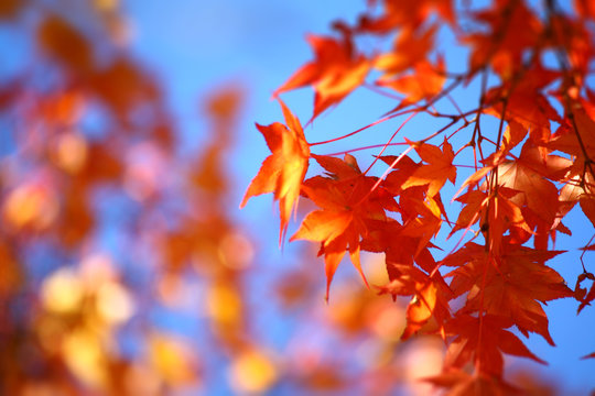 Herbstlaub3