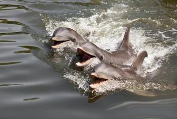 Acrylic prints Dolphin dolphins