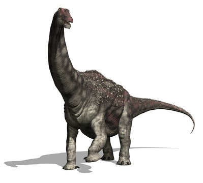 Diamantinasaurus 2