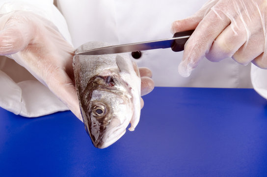 K&ouml;chin entfernt Schuppen von einem Fisch mit einem K&uuml;chenmesse
