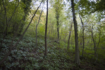 Fototapeta premium AVP0151