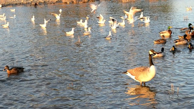 Kanadagans mit Enten und M&ouml;wen