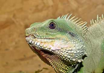 guana