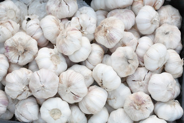 Garlic