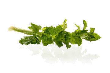 celery leaf over white background