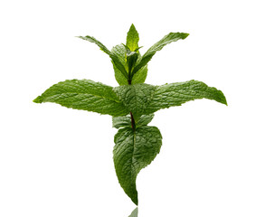 Mint leaves over white background