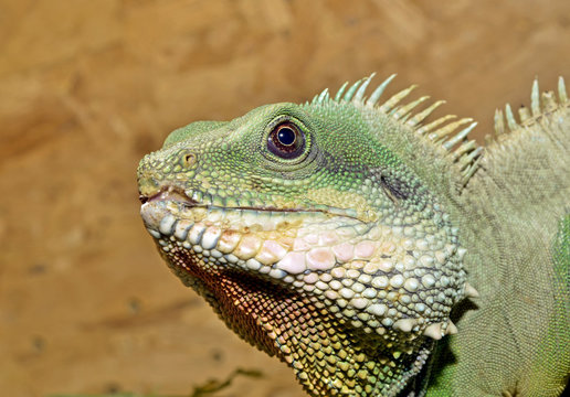 guana