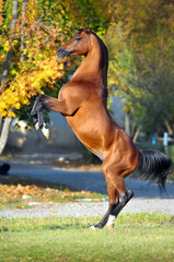 arabian horse rearing up on golden autumn background - 36321684
