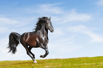 Obraz na płótnie Canvas Czarny koń galop szczebel na wolności