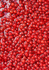 Fresh red currant berries in water - background