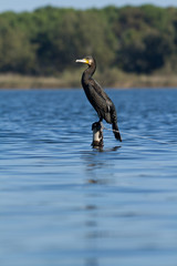 cormoran peché