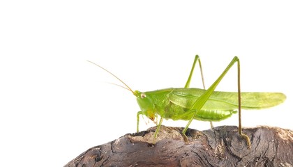 Saltamontes verde aislado.