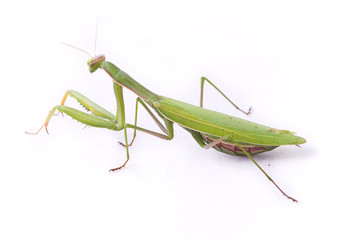 Mantide Religiosa femmina