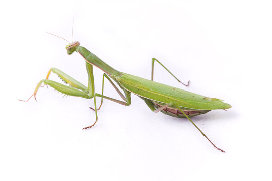 Mantide Religiosa femmina