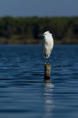 aigrette garzette