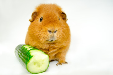 cucumber pig