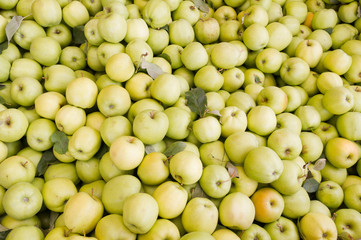 Freshly harvested golden delicious apples on display