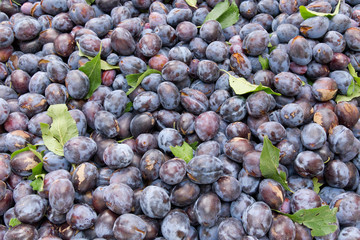 Freshly harvested prune plums on display