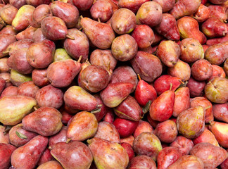 Freshly harvested red bartlett pears on display