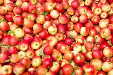Freshly harvested crimson crisp apples on display