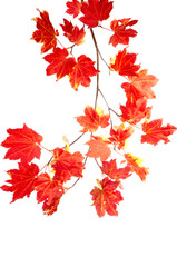 Naklejka na ściany i meble Branch of colorful red fall leaves