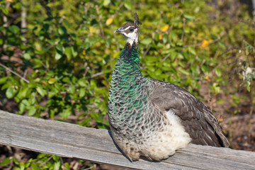 Obraz premium Close up portrait of peahen