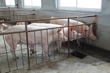 pigs