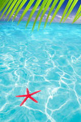 Fototapeta na wymiar Rozgwiazda jako symbol lato w tropikalnej plaży