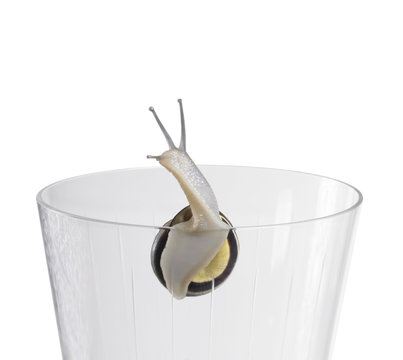Grove snail on a drinking glass