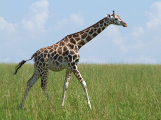 Obraz premium walking Giraffe in african grassland
