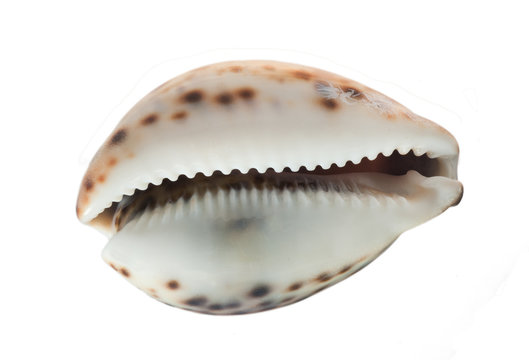 Sea cockleshell