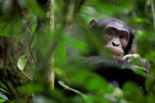 Wild Chimpanzee   portrait